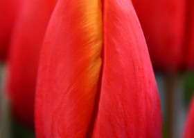Tulipa Striker ® (3)